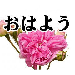 綺麗花卉：敬語與日常問候（嚴選8張）