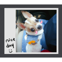 吉娃娃吉祥節日風 GiShang Greetings v2