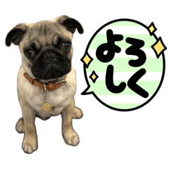 nanamaru Pug