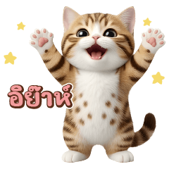 Meow Baby Brown-Iyah