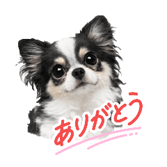 len_20260417231013