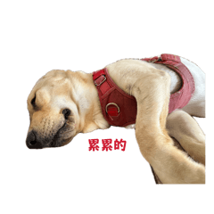 里歐貼圖第一彈