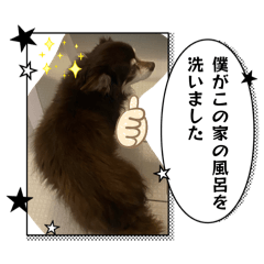 animal_20260417183622