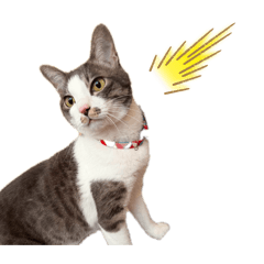 51017_20260417184028