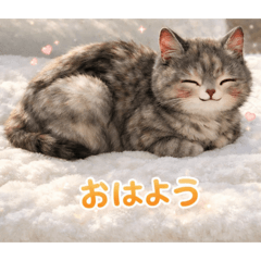 kimimr her pretty cat