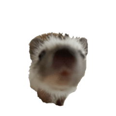 hedgehog monaka