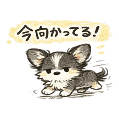 Chihuahua_kake