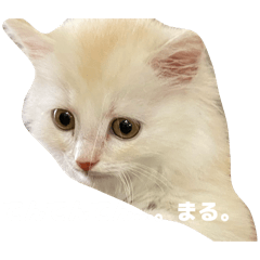 KOKO_20260414165736