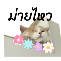 Baby Miuka