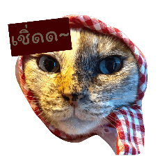 jongandfriendteenaruk