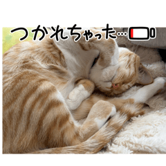 nekonuma_20260414215809