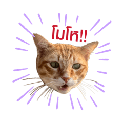 Moowhan_20260418113152