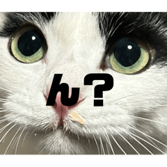 PinoCat_20260418104811