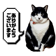 kapukapu_pontsu
