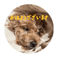 pandoboro_20260418175952