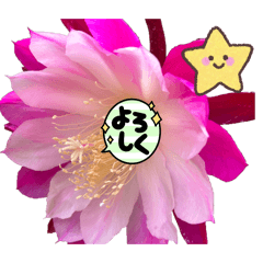 HATTA_20260418150522