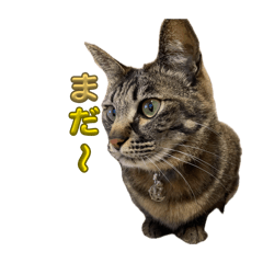 ninja_20260418190011