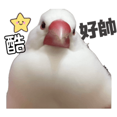 小白與咖咖一家人