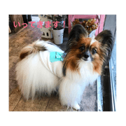 COCO papillon2