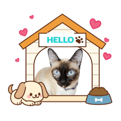 Hello My Kalong_20260418163020