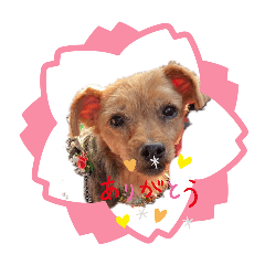 sakura_20260418212351