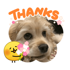 cyaoman_20260418212902