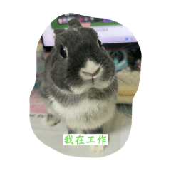 我是小豬崽唷❤️