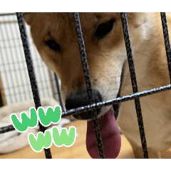 sicyan_20260418220956