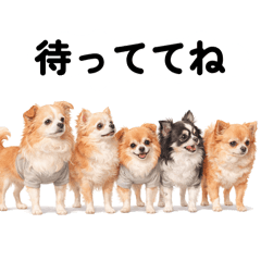 Kabosu & Lime_20260418221041