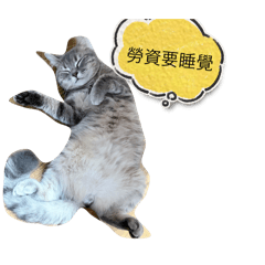 貓咪帥哥
