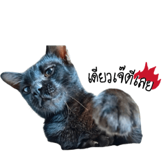 Meow meow_20260418172712