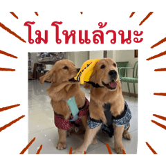 Goldenchabuchanom_20260418175740