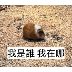 那呆萌可愛的倉鼠呀❤️