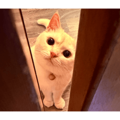 布丁狗的布丁喵