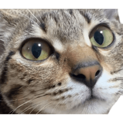 奇奇的冒險日記1