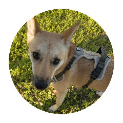 denden_20260419083225