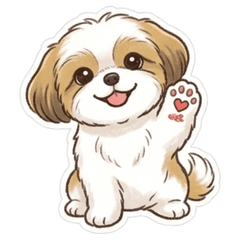 Shih Tzu,Cheerful Fu-chan