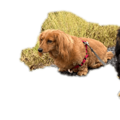 うちのワンコと賞子ちゃん