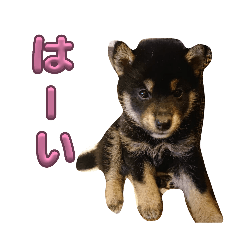 Korean_20260419064917