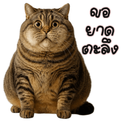 Cat salid Fat Fat