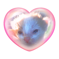 Sassy Spicy Kitty Miuccia