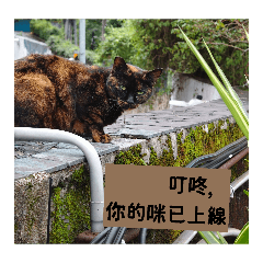 小浪浪的生活日常