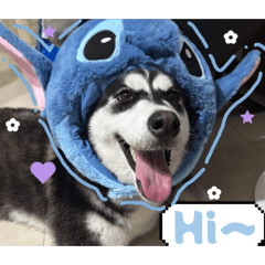 快樂小狗呆（哈士奇）