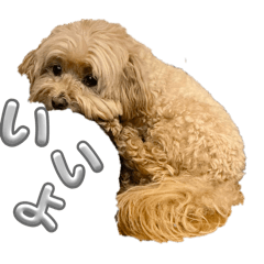 mot_20260419111654