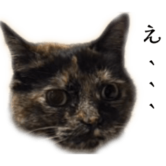 sexy cats