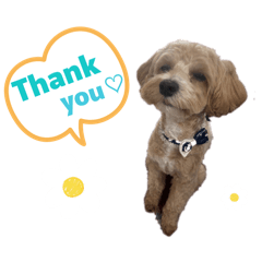 Tommy_20260419140907