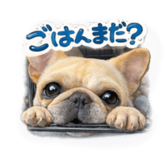 Hachi_20260419134822