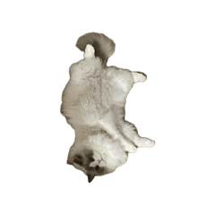 shiina_20260419145112