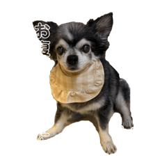 DogSASUKESticker