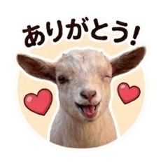 yoshie_20260417094631